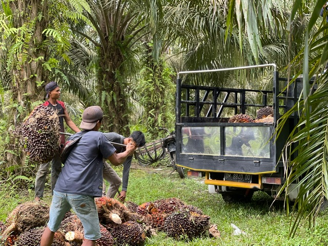 Petani kelapa sawit tengah memanen hasil kebun di wilayah Duri, Bengkalis, Riau, beberapa waktu lalu.