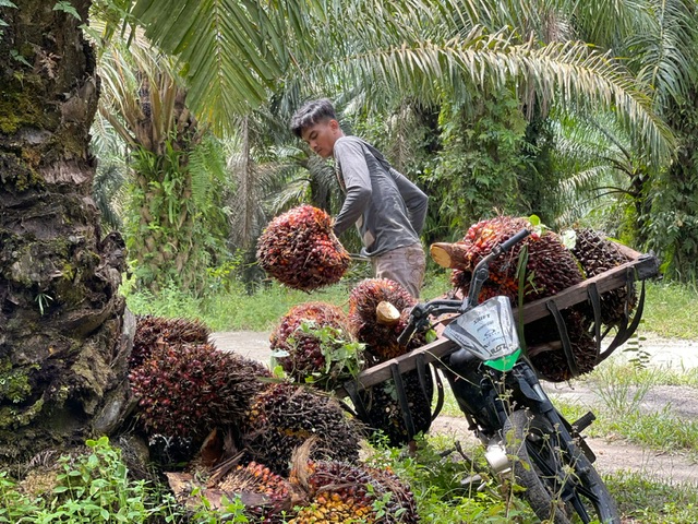 Petani kelapa sawit tengah memanen hasil kebunnya di daerah Duri, Bengkalis, Riau, baru-baru ini.