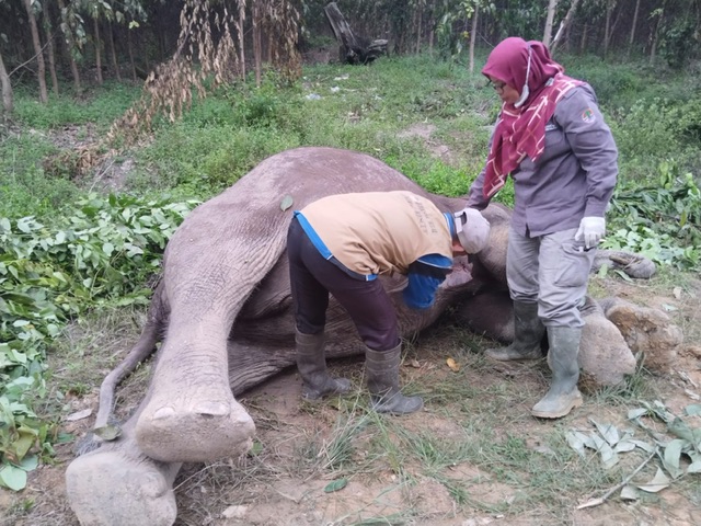 Tim BKSDA Riau menemukan bangkai gajah jantan yang mati di dalam areal konsesi HPHTI di Distrik Nilo, Kabupaten Pelalawan, Selasa (11/7/2023) pagi lalu.