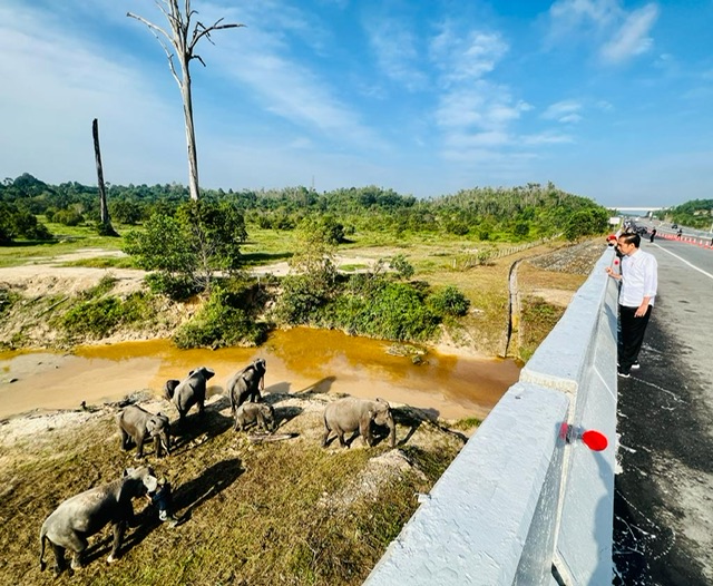 Presiden Joko Widodo melihat perlintasan gajah di KM 12 ruas tol Pekanbaru-Dumai pada hari kedua kunjungan kerjanya di Riau, pada Januari 2023 lalu.