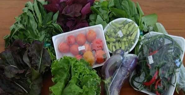 Sayur-sayuran segar.(jpnn.com)