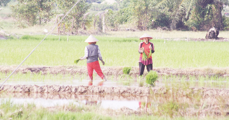 Dua orang petani di Kampung Belading, Kecamatan Sabak Auh, Kabupaten Siak berbincang sambil menanam padi di ladang milik mereka, belum lama ini.