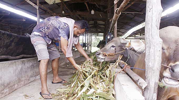 Pemilik memberi makan sapi yang berada di Jalan Hang Tuah, Pekanbaru, Rabu (7/6/2023). Menjelang Hari Raya Iduladha 1444 H,  penjual diimbau melengkapi dokumen kesehatan hewan kurban.
