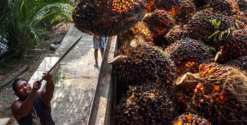 Petani kelapa sawit menaikkan tandan buah segar ke bak truk untuk dijual, baru-baru ini.