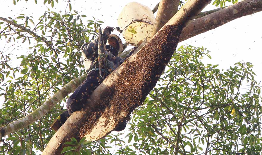 Proses pengambilan madu hutan atau madu sialang, beberapa waktu lalu.