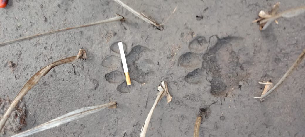 Petugas polisi bersama BBKSDA Riau mencari jejak harimau yang sempat memakan ayam warga Desa Tasik Tebing Serai, Kecamatan Talang Muandau, Bengkalis, Sabtu (23/4/2022).