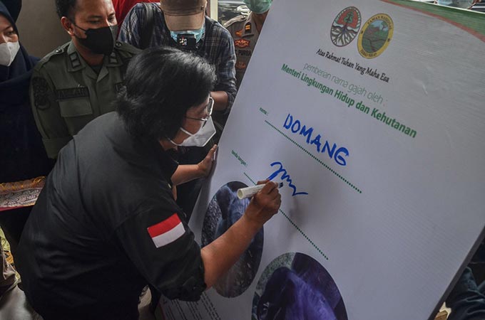 Menteri LHK Siti Nurbaya Bakar menandatangani penetapan pemberian nama bayi gajah â€œDomangâ€ di kantor Balai TNTN Pangkalankerinci, Kamis sore (23/12/2021).