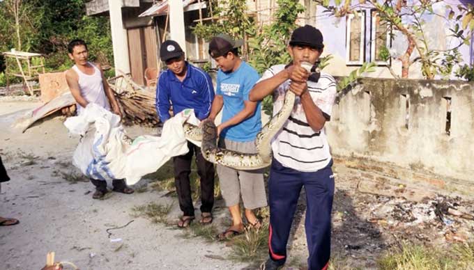 Warga saat memegang ular sepanjang 5 meter yang ditangkap di permukiman dan akan diserahkan ke BBKSDA Riau, Ahad (19/2/2023).