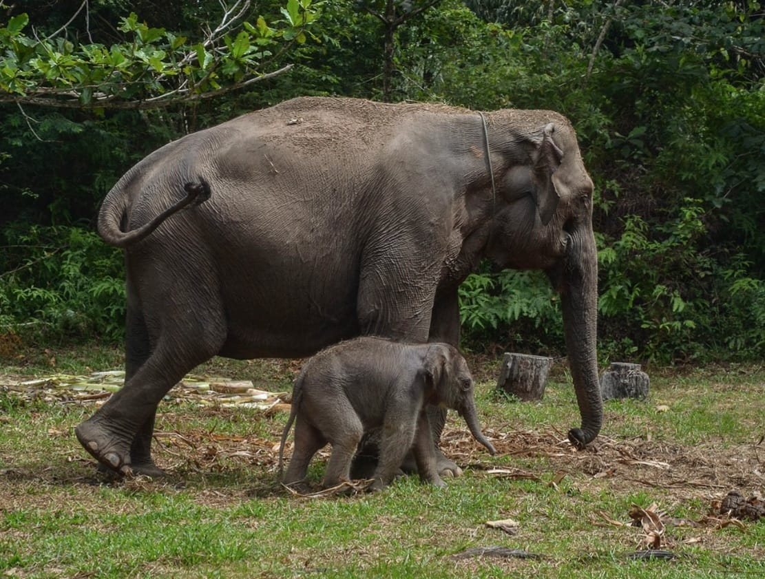 Anak gajah bernama Domang sedang bersama induknya bernama Riau.