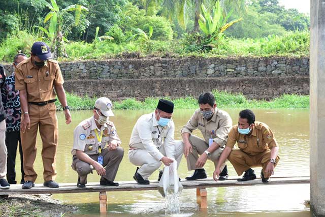 Bupati Kampar melakukan pelepasan 100 ribu benih ikan di Desa Empat Balai, Kecamatan Kuok, Selasa (16/6/2020). Pelepasan benih ikan ini merupakan upaya restocking untuk menjaga populasi ikan di perairan air tawar daerah tersebut. Diskominfo dan Persandian