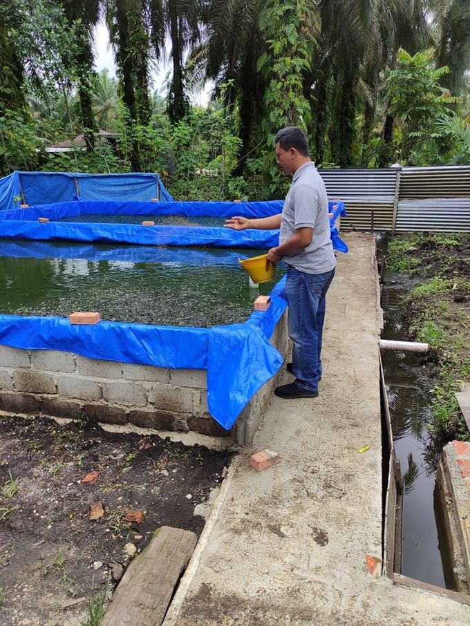 Salah seorang peternak lele di Kampung Lele Desa Sialang Kubang, Kampar sedang memberi makan ikan Kamis (6/1/2022).Masyarakat setempat menggantungkan hidup dengan menjadi budidaya ikan air tawar tersebut.