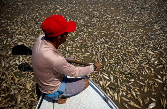 Kapten kapal, Paulo Monteiro da Cruz sedang mengamati ikan mati di Sungai Solimoes, Manacapuru. Kekeringan terjadi di Amazon dan sungai sekitarnya.