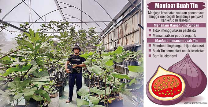 Pemilik Kebun Tin Pekanbaru Imran Sutiono saat menunjukkan tanaman buah tin di green house yang berada di Jalan Pisang, Limbungan, Rumbai Pesisir, Pekanbaru, Sabtu (4/6/2022).
