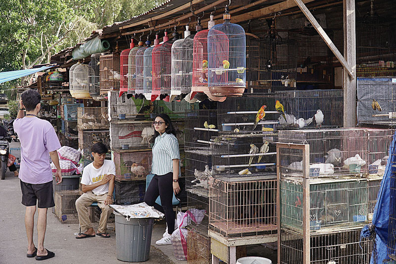 Pengunjung melihat berbagai hewan yang ada di Pasar Burung yang bersebelahan dengan Pasar Palapa di Jalan Durian, Kecamatan Payung Sekaki, Senin (10/7/2023).