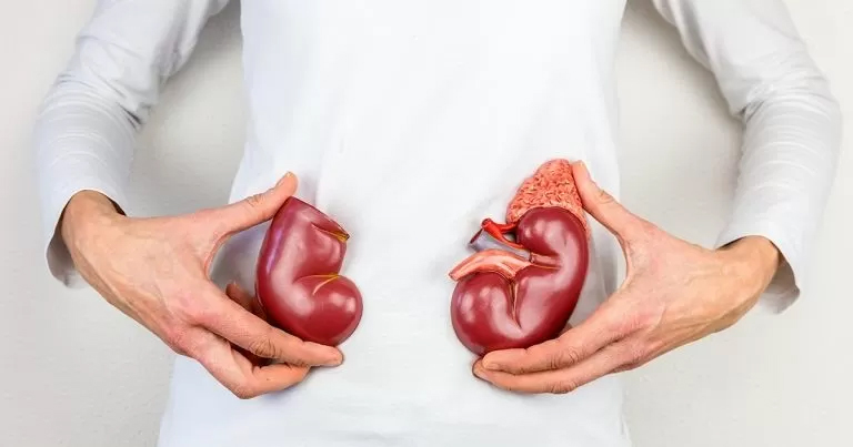 Ilustrasi organ ginjal