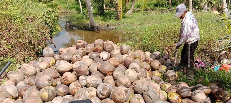 Idrus, petani kelapa di Kampung Hidayat, Desa Teluk Dalam Kecamatan Kuala Indragiri, Kabupaten Indragiri Hilir.