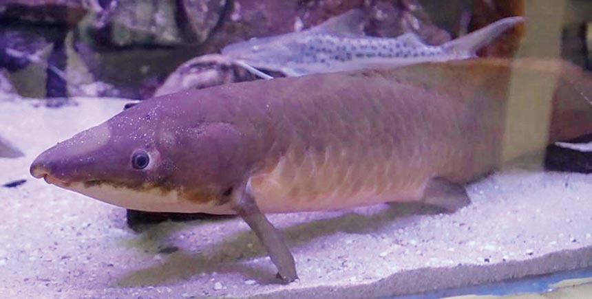 Ikan Australian Lungfish milik Giovandi Suhendi kini jadi incaran dan dihargai Rp80 juta.