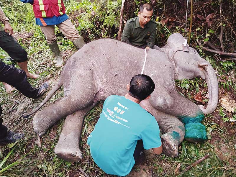 Tim Wildlife Rescue Unit BBKSDA Riau bersama tim medis memeriksa gajah yang sudah mati di Pelalawan, Kamis (16/11/2023) silam.