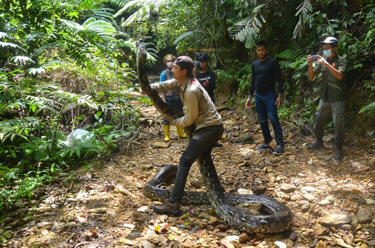 Sanca Raksasa Sepanjang 9 Meter saat dilepas liarkan oleh pihak BKSDA.