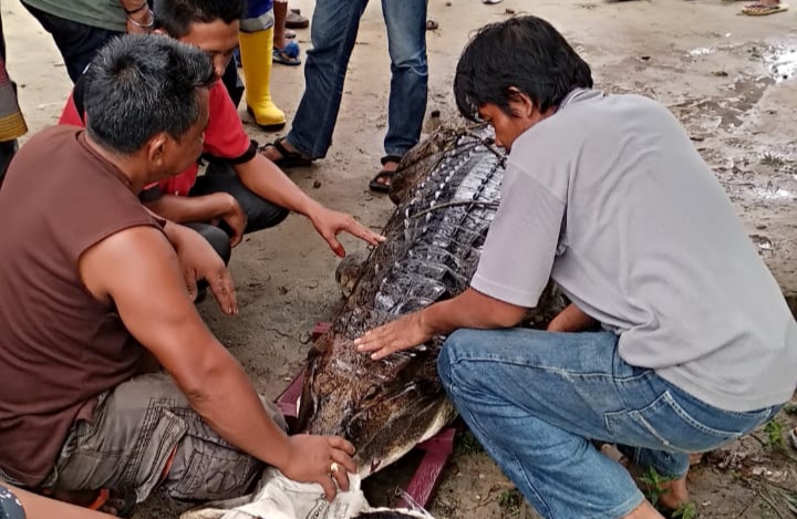 Warga Dumai berhasil menangkap buaya berukuran sekitar empat meter. Buaya muara yang diketahui berada di anak sungai Dumai, Jalan Pomroi KM 3, Kelurahan Bukit Timah ituÂ ditangkap warga pada, Selasa (28/4/2020).  (HASANAL BULKIAH/RIAUPOS.CO)