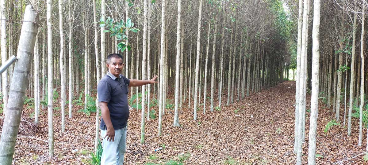 Solihin melihat hasil budidaya pohon gerunggangnya di Desa Air Putih Kecamatan Bengkalis yang ditanam sejak 2019 lalu bersama Gubernur Riau dan pejabat lainnya.