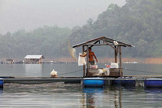 Seorang petambak saat memberi pakan ikan di Waduk PLTA Koto Panjang, Kampar.  Dinas Kelautan dan Perikanan (DKP) Riau   menghentikan  sementara budidaya ikan di waduk PLTA  tersebut guna  memutuskan mata rantai penyakit Koi Herpes Virus (KHV) dan bakteri