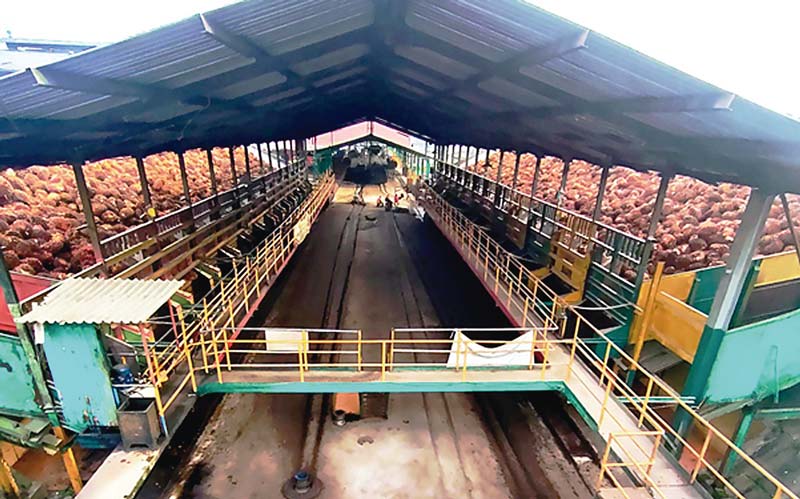 Tandan buah segar (TBS) sawit yang siap diolah di salah satu pabrik kelapa sawit PTPN V. Saban tahun, PTPN V menghasilkan rata-rata 2,6 juta ton TBS. Pasca pengolahan, akan dihasilkan tandan kosong. PT Semen Padang selanjutnya menjajaki kerjasama pemanfaa