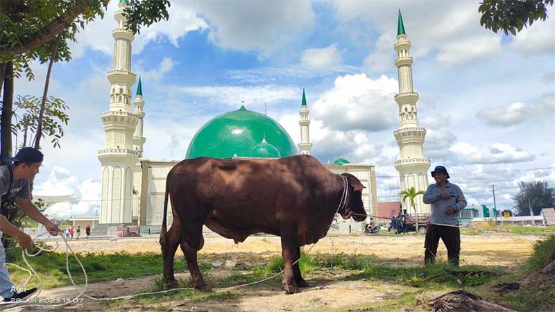 PT Pertamina Hulu Rokan menyebar 34 ekor sapi kurban bagi masyarakat di sekitar daerah operasi WK Rokan. Seekor sapi berukuran jumbo jenis Limosin diserahkan kepada pengurus Dumai Islamic Center (DIC) H Ery Makmur yang disaksikan langsung Wali Kota Dumai