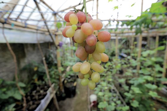 Buah Anggur Premium Dixon.