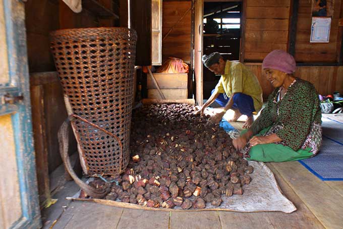 Tumpukan gambir yang sudah dicetak di  tempat pembuatan gambir Desa Cipang Kiri Hulu.