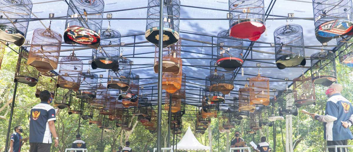 Seorang kicau mania menyaksikan burung berkicau dalam sebuah iven, beberapa waktu lalu.