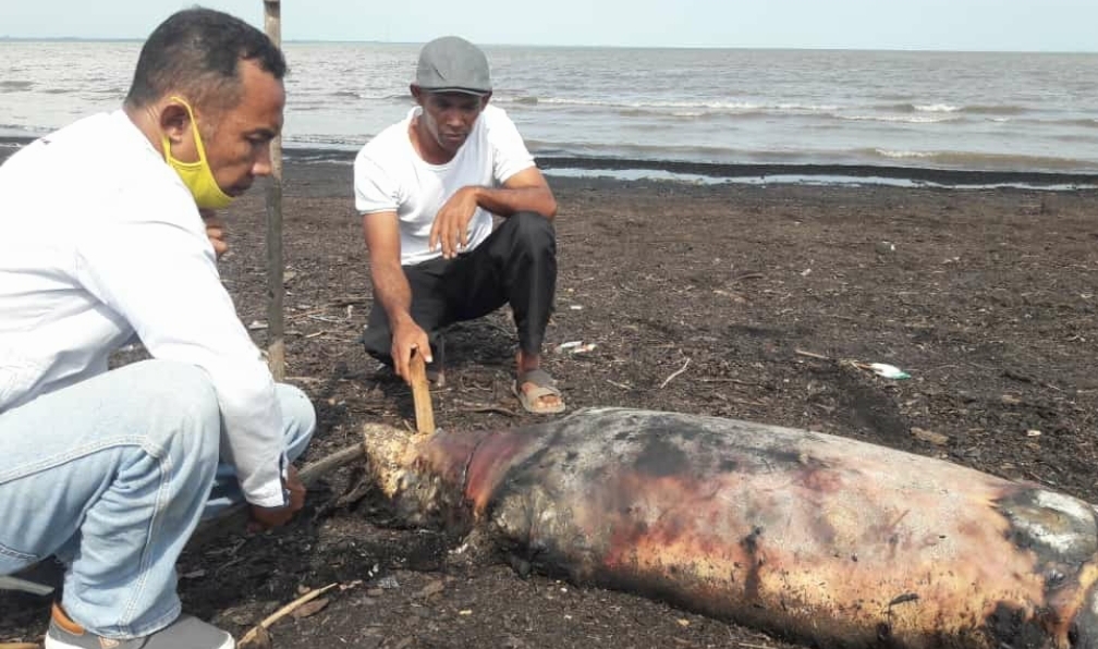 Masyarakat di Kelurahan Mundam, Kecamatan Medang Kampai menemukan bangkai dugong, Ahad (7/2/2021).  (HASANAL BULKIAH/RIAUPOS.CO)