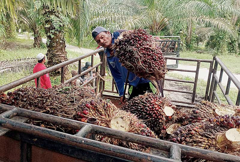 Pekerja memuat tandan buah segar (TBS) sawit yang telah dipanen ke bak mobil terbuka di perkebunan kelapa sawit Desa Muara Basung, Kecamatan Pinggir, Kabupaten Bengkalis, baru-baru ini.