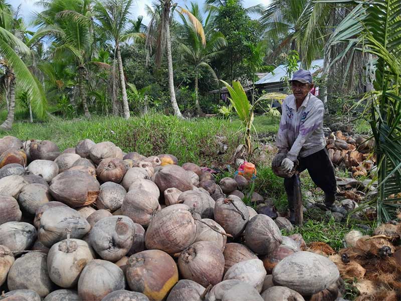 MENGUPAS KELAPA: Muhammad Idrus (58) mengupas kelapa milik Kisaran, Sabtu (18/3/2023). Dia diupah mengupas kelapa Rp130 per butir kelapa. Kelapa menjadi urat nadi kehidupan masyarakat Kabupaten Indragiri Hilir.