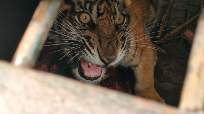 Harimau sumatera yang masuk dalam perangkap di Desa Pulau Muda, Pelalawan, Ahad (6/11/2022).