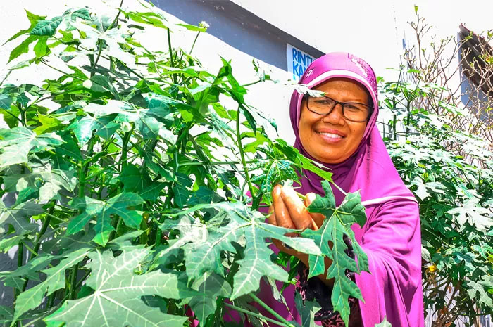 Pegiat lingkungan Kampoeng Oase Songo di RT 09 RW 03 Sidomulyo Baru, Surabaya, Yaning Mustikaningrum memetik daun pepaya jepang.