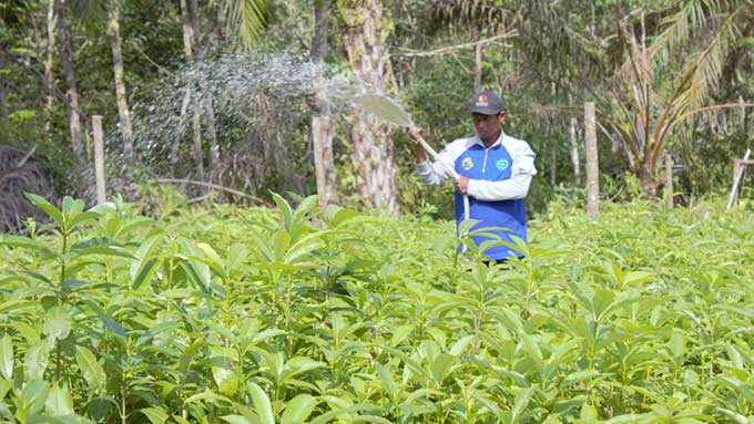 Seorang pekerja menyiram bibit yang merupakan Program RHL di lokasi penyemaian, Desa Lubuk Kembang Bunga, Kecamatan Ukui, Kabupaten Pelalawan, awal pekan lalu.