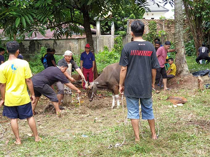 Warga sedang menarik sapi yang akan disembelih di Masjid Masyithah, Tangkerang Labua.i, Ahad (10/7/2022).