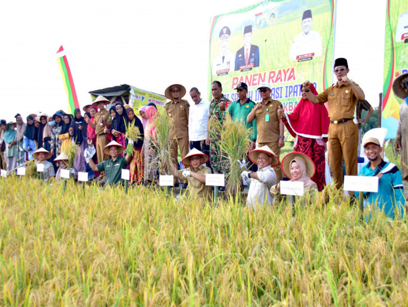 Kadis Pertanian Tanaman Pangan dan Hortikultura Kabupaten Kampar Nur Ilahi Ali bersama forkopimda saat panen raya padi areal persawahan Desa Binuang, Kecamatan Bangkinang, Kabupaten Kampar, Senin (11/12/2023).