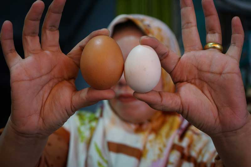 Pedagang memperlihatkan dua butir telur ayam di Pasar Kodim, Pekanbaru, beberapa waktu lalu.