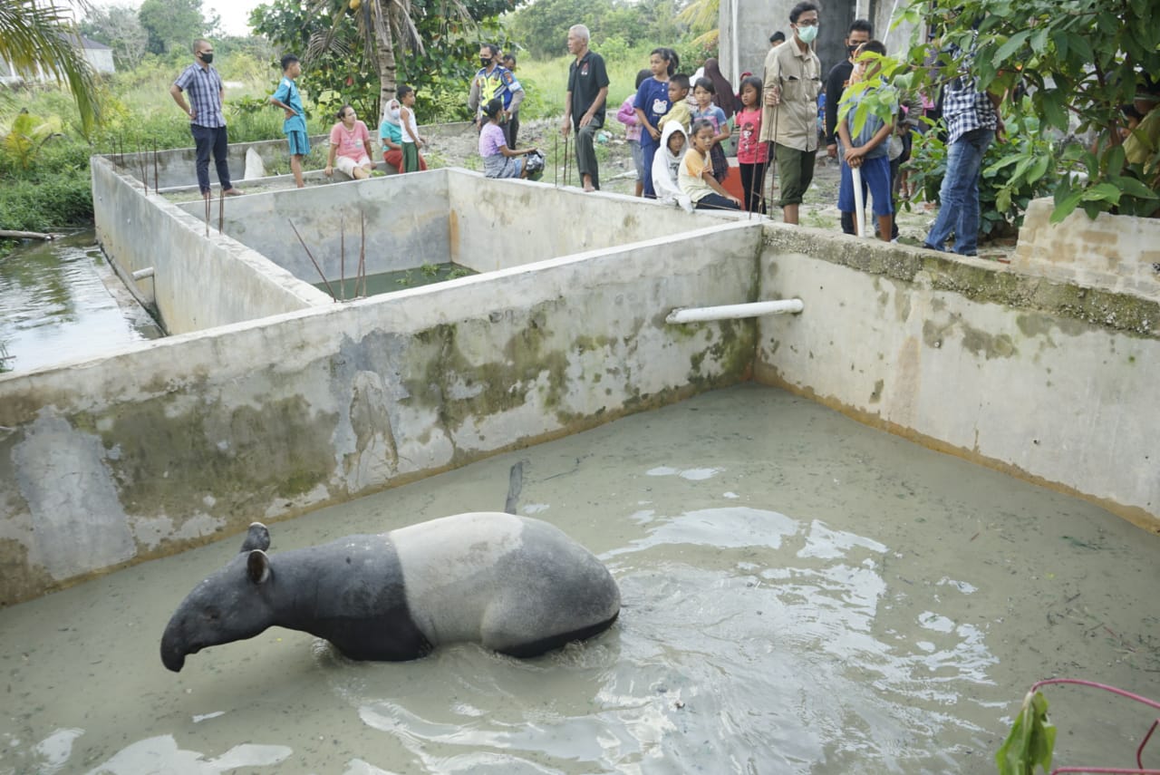 Seekor Tapir terjebak di kolam warga di Pemukiman warga Jalan Surya Garuda Sakti, Selasa (20/4/2021).