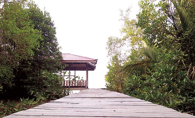 Pesona Hutan Mangrove Tanjung Layang di Kampung Tanjung Kuras, Kecamatan Sungai Apit. Foto diambil belum lama ini