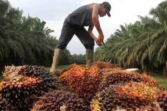 Ilustrasi, pekebun saat menyusun hasil panen tandan buah segar kelapa sawit.