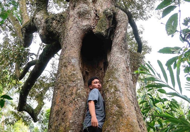 BERONGGA: Pohon durian gencono memiliki spot favorit bagi para pengunjung untuk berfoto. (Alfian Rizal/Jawa Pos)