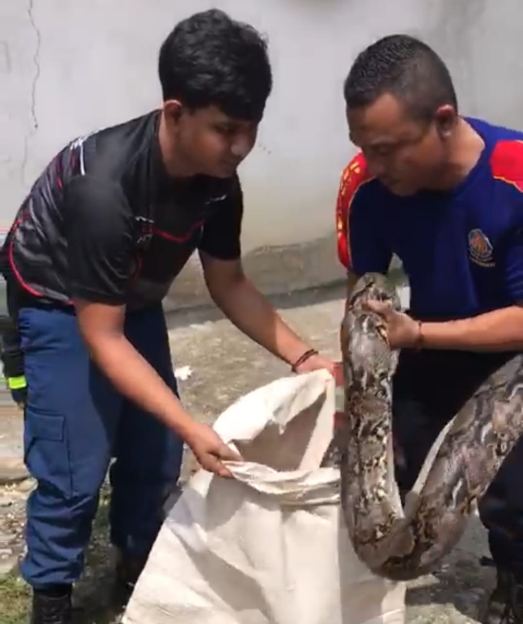 Dua ekor ular piton berhasil ditangkap Tim Resque Pleton ll Dinas Damkar berhasil menangkap dua ekor ular piton panjang 3 meter di Desa Pulau Rambai, Kecamatan Kampar, Senin (15/5/2023).