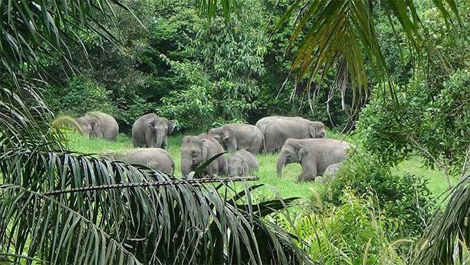 Penampakan kawanan gajah sedang berkumpul di sebuah lokasi di Desa Muara Basung Kecamatan Pinggir, Bengkalis.