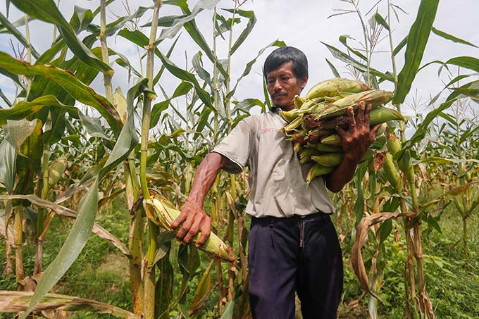 Sukerius memanen jagung di kebun miliknya Jalan Kartama 1, Kelurahan Maharatu, Kecamatan Marpoyan Damai, Kamis (30/12/2021). Menjelang tahun baru, permintaan jagung kepada petani mengalami peningkatan hingga 500 kg per hari.