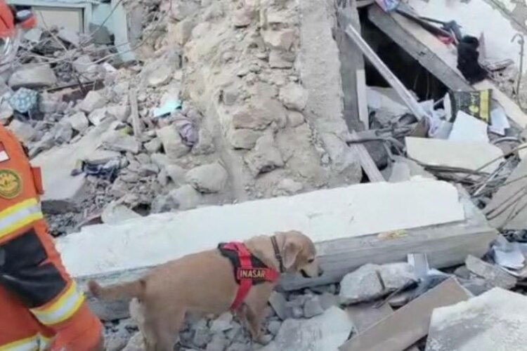 Lupita, anjing K9 Baharkam Polri melakukan pencarian korban gempa 7,8 magnitudo di Kota Hatay Turki, Senin (13/2/2023).