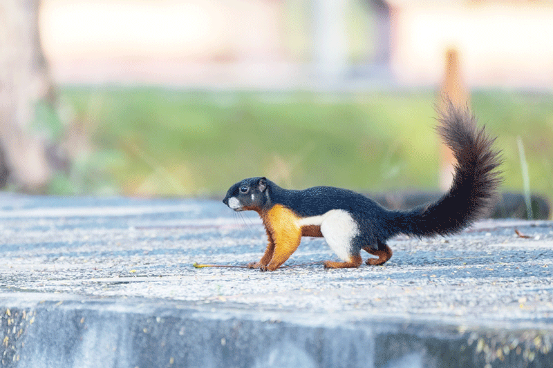 Seekor tupai dengan warna yang cukup unik kerap terlihat di sekitar perumahan PHR. Perusahaan upstream migas tersebut hingga kini masih terus mempertahankan keaslian hutan tropis yang luasnya mencapai 420 hektare dan masih menyimpan beragam keanekaragaman