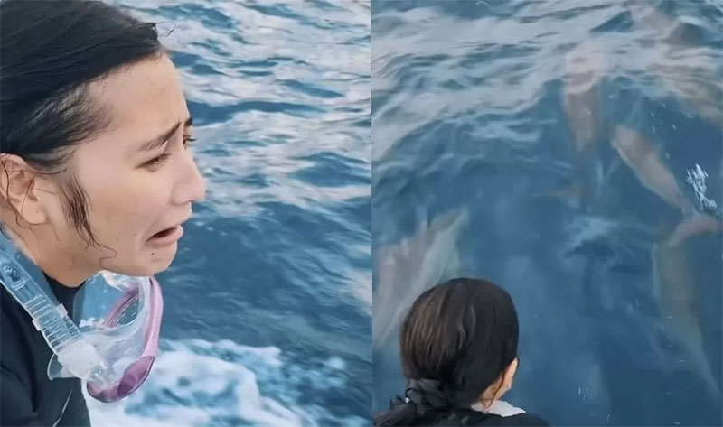 Prilly Latuconsina bertemu lumba-lumba di Pulau Nusalaut, Kepulauan Maluku.